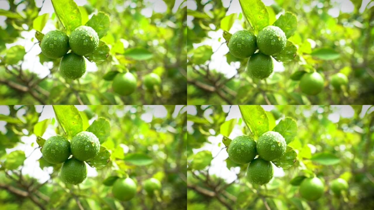 农场树上的绿色柠檬。绿色休假背景下柠檬上的水滴。