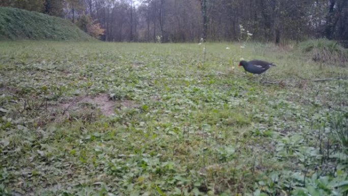 普通的Moorhen或Waterhen沼泽鸡白天在绿草的草地上吃草