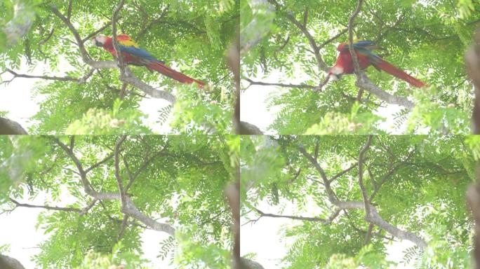 树上的一群鹦鹉。猩红色的金刚鹦鹉 (澳门Ara) 坐在哥斯达黎加森林的树冠上