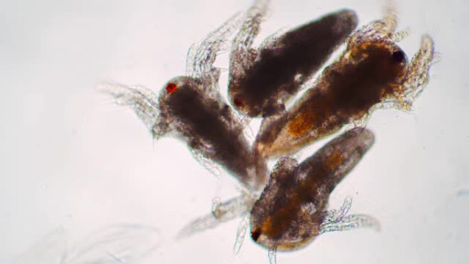 一组四个小幼虫的卤虫在显微镜下拍打翅膀