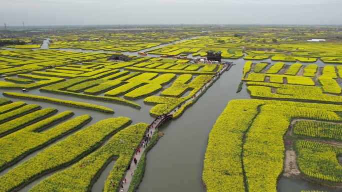 原创江苏泰州兴化千垛景区水上油菜花风光