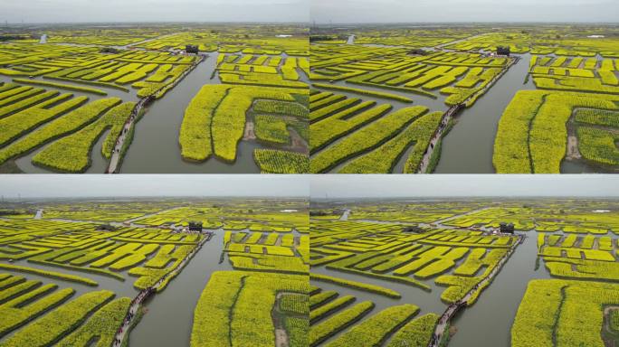 原创江苏泰州兴化千垛景区水上油菜花风光