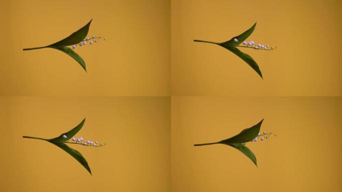 铃兰。孤立的铃兰花围绕垂直轴旋转的视频。花漂浮在空中。