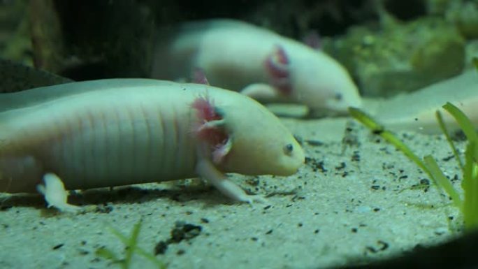 墨西哥河底ambystoma axolotl墨西哥蝾螈