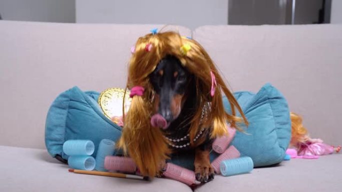 肖像可爱的腊肠狗，黑色和棕褐色，穿着有趣的红色假发，发夹和粉红色连衣裙，躺在家里的沙发上，在女性化妆