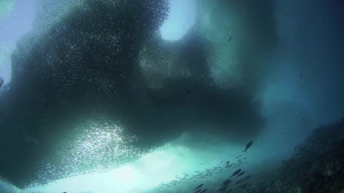 沙丁鱼浅滩在阳光下的水下镜头
