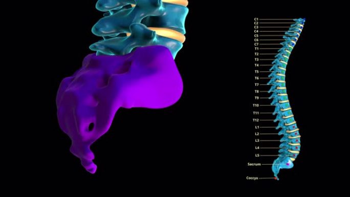 人类脊柱-蓝色金属-骶骨