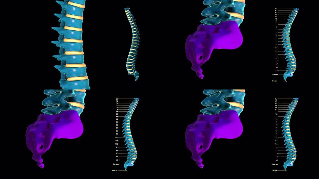人类脊柱-蓝色金属-骶骨