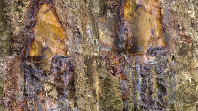 松树的天然硬黄色树脂，镓锅固化的松树脂天然固体黄松树脂，镓锅固化的松树脂。森林里受伤的树皮上的排水管