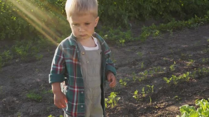 小男孩在看菜园里的植物