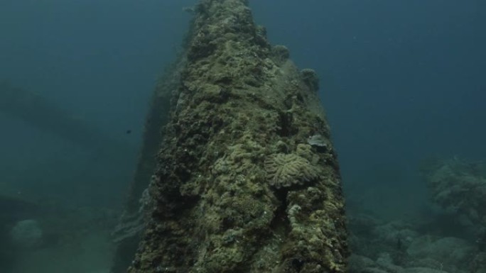 珊瑚在日本废弃的海底沉船上生长