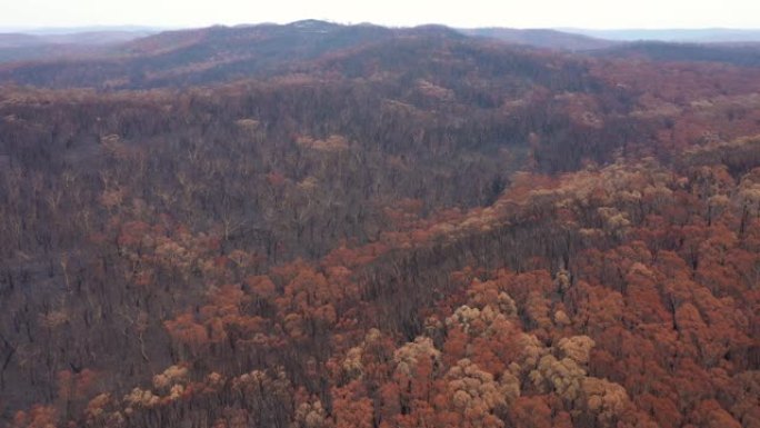 澳大利亚蓝山森林大火烧毁的大面积桉树