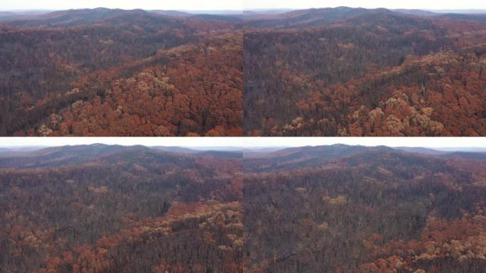 澳大利亚蓝山森林大火烧毁的大面积桉树