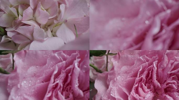 多莉微距拍摄美丽的玫瑰盛开的鲜花花束特写。