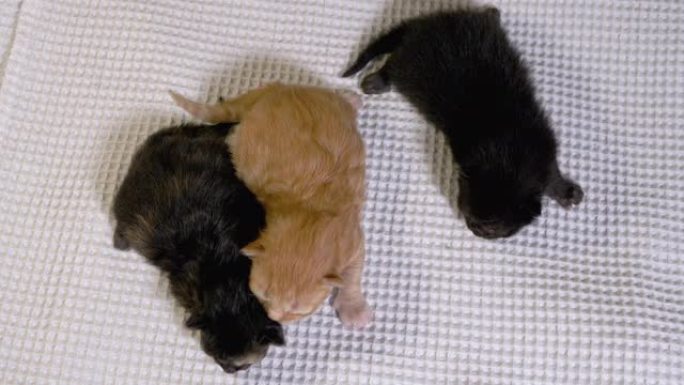 三只新生失明的小黑红小猫在白色背景上爬行