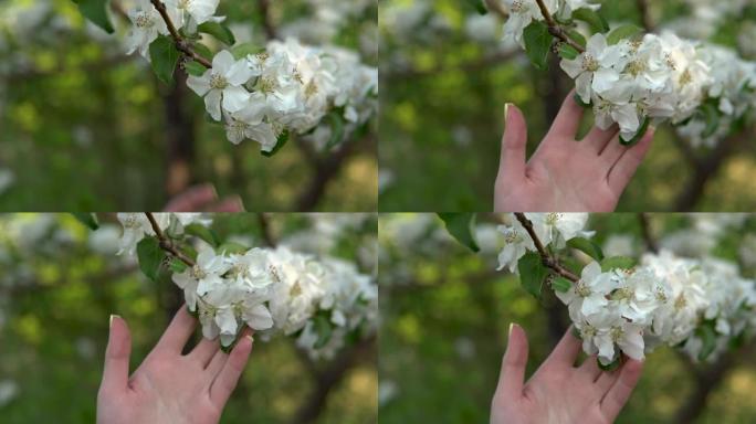 女人触摸一棵开花的苹果树的树枝。一个女孩的手特写。