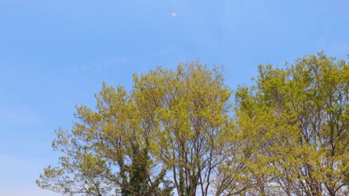 清新的绿树在风和蓝天中摇曳