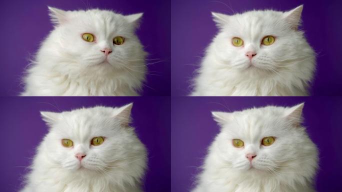 白色毛茸茸猫的肖像。工作室彩色灯光镜头。奢华的家养小猫在紫色背景上摆姿势。