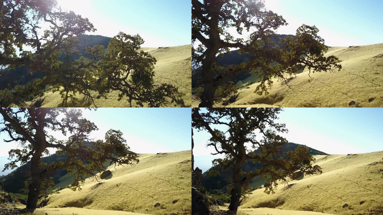 美丽的空中橡树镜头耀斑圣巴巴拉菲格罗亚山