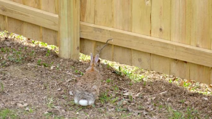 后院的兔子