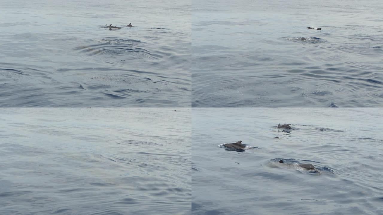 一群在海面游泳的短鳍领航鲸