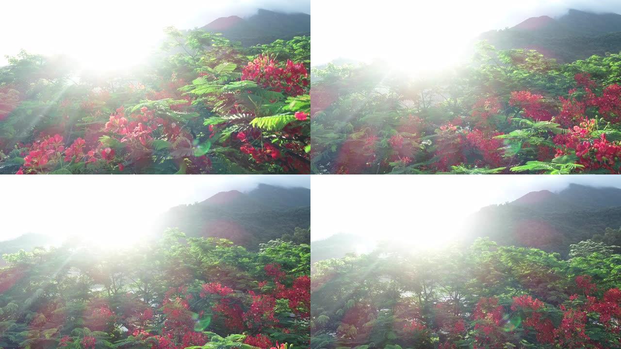 雨后日出时美丽的红色皇家庞恰纳或艳丽的花 (Delonix regia)