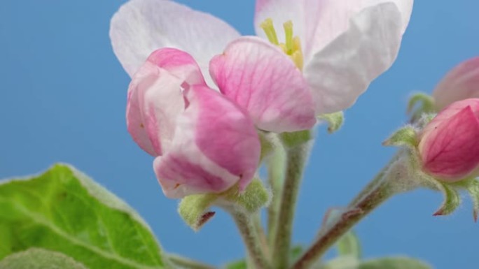 蓝色背景上的宏观延时苹果树花朵开放