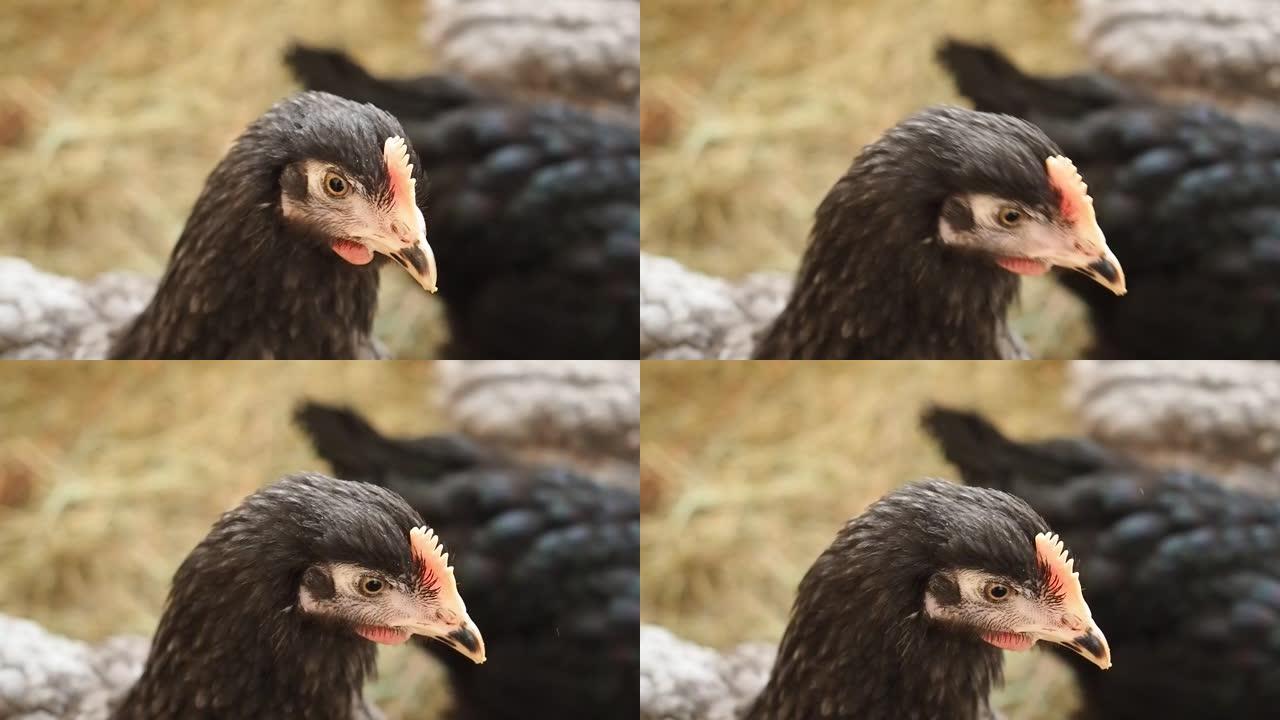 家乡农场的黑鸡特写镜头。禽蛋和肉产品的家畜鸡