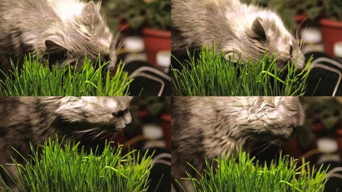 猫正在吃新鲜的绿色猫草或宠物草。天然毛球治疗