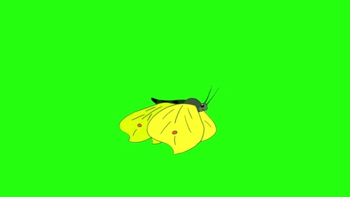 卷心菜黄蝴蝶苍蝇色度环