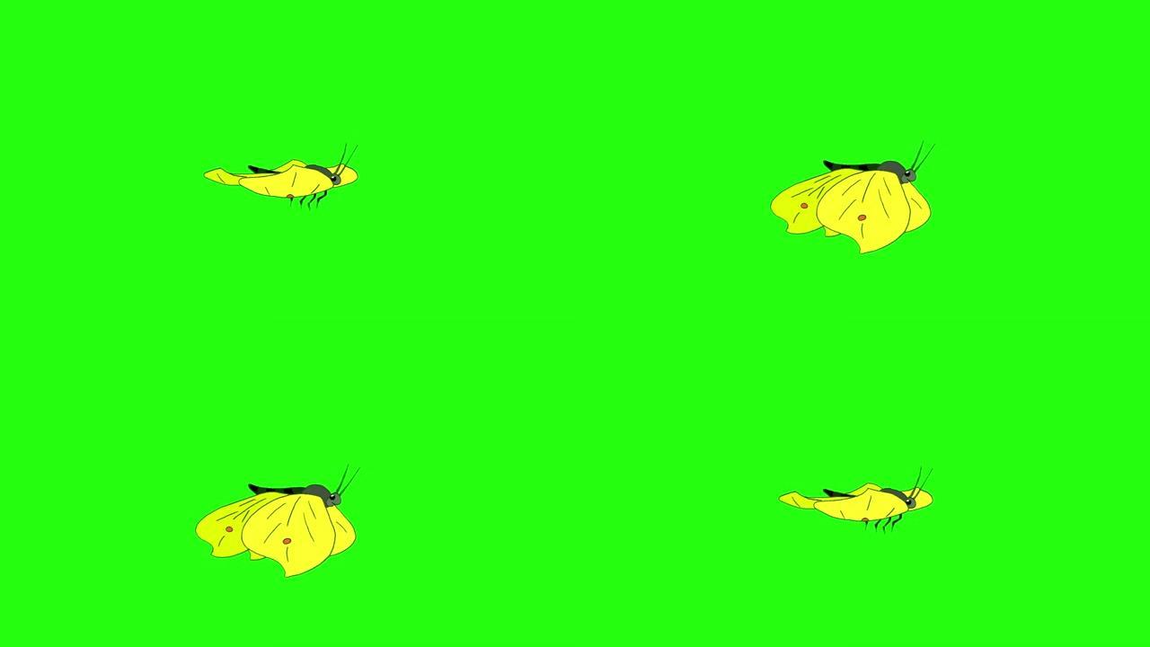 卷心菜黄蝴蝶苍蝇色度环
