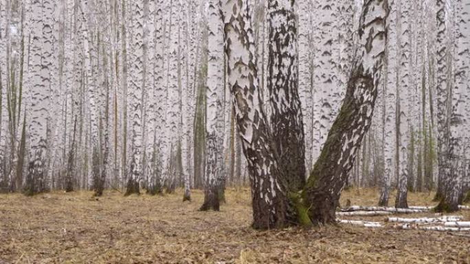 令人钦佩的桦木树林在春季的日光下扩散