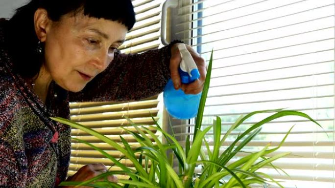 开朗成熟的成年女性，用喷雾浇灌装饰室内植物，在家靠近百叶窗的窗户。