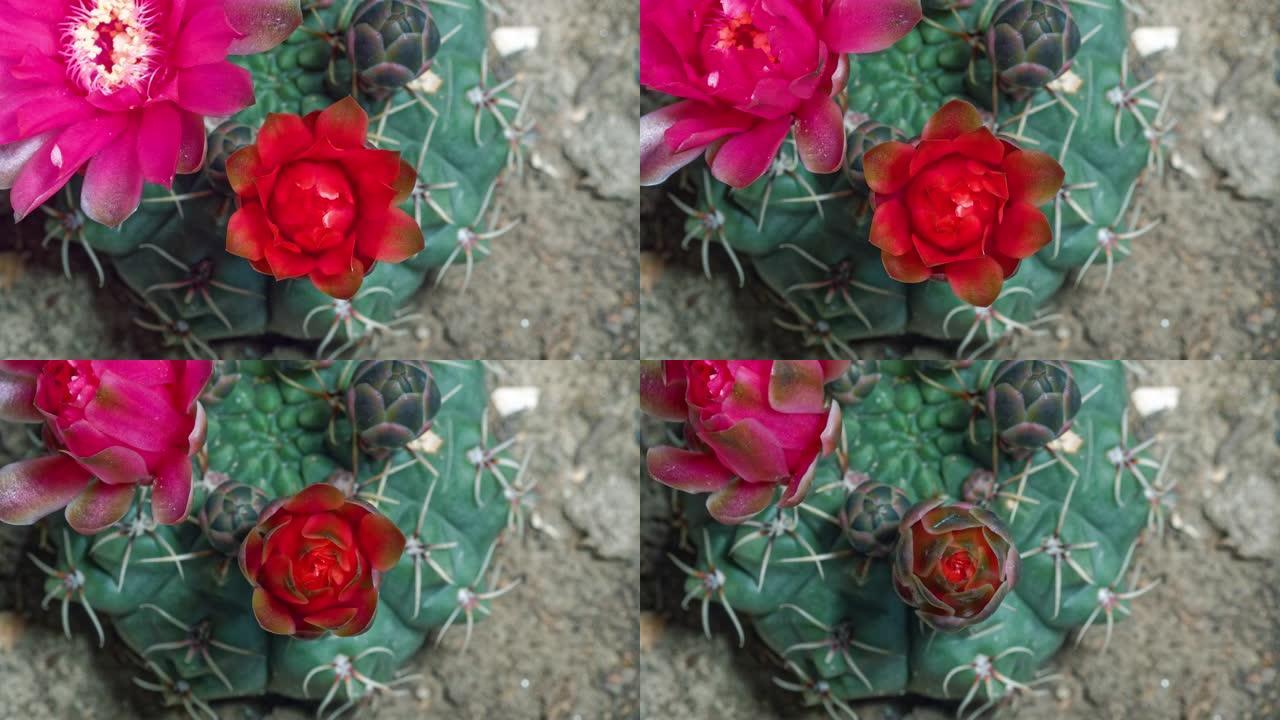 红色仙人掌花从芽到花再回到芽的延时镜头，4k电影俯视图，特写b卷镜头。