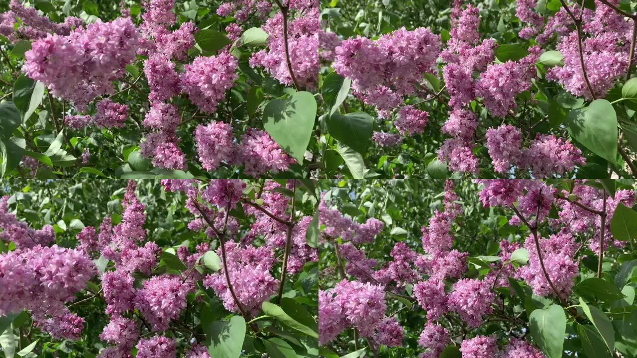 淡紫色，阳光明媚的天气开花的特写视频