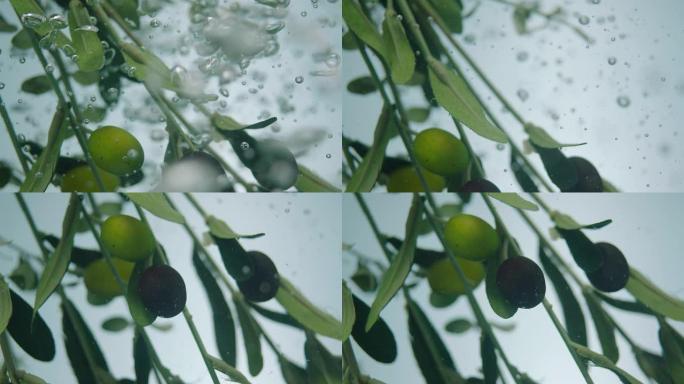 橄榄树树枝和上面的橄榄很快进入水中。