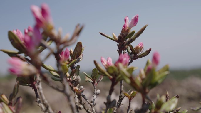 野杜鹃花盛开