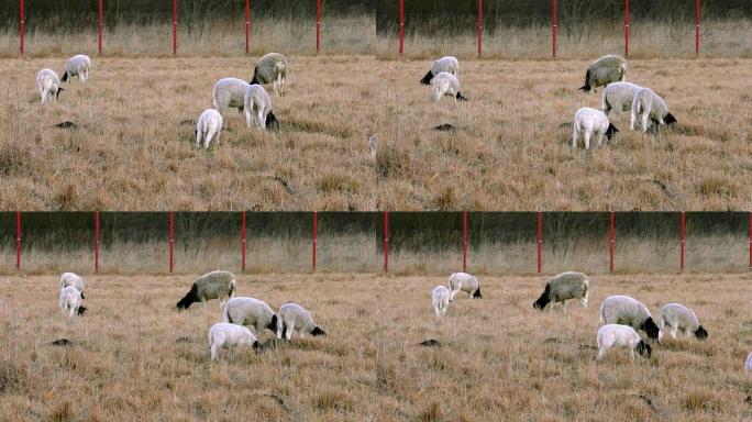 一群羊在农场吃草。