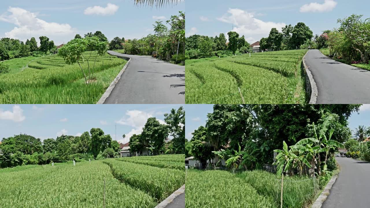 印度尼西亚街景稻田4k
