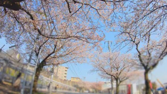 一排居民区的樱桃树