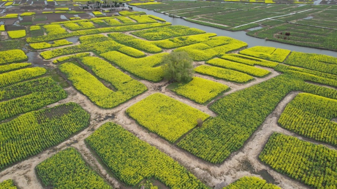 原创江苏泰州兴化千垛景区水上油菜花风光