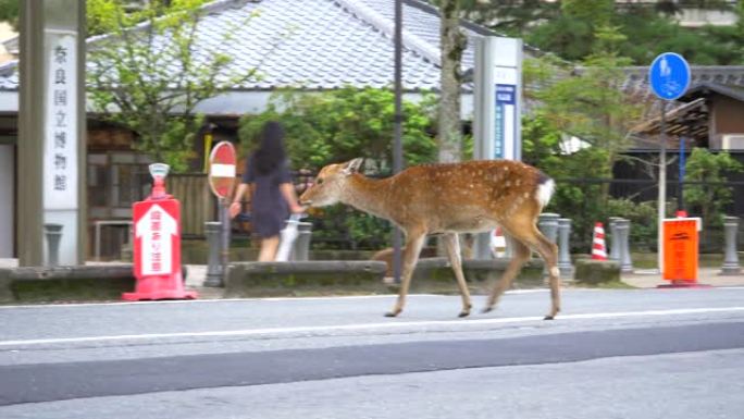 奈良市的鹿