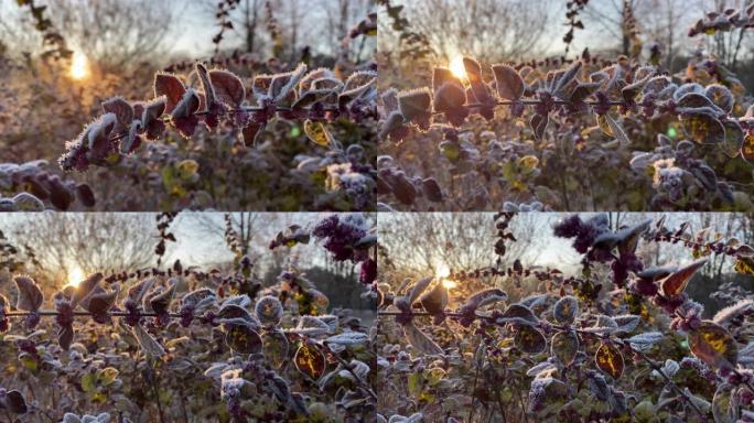 秋霜，枝叶覆盖白霜冰晶