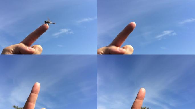 大蜻蜓坐在手指上蓝天白云天空素材触摸触碰