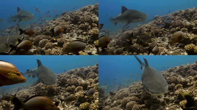 太平洋鱼类中间的虎鲨。水下生活，鲨鱼在鱼和珊瑚礁附近游泳。在清澈的水中潜水。