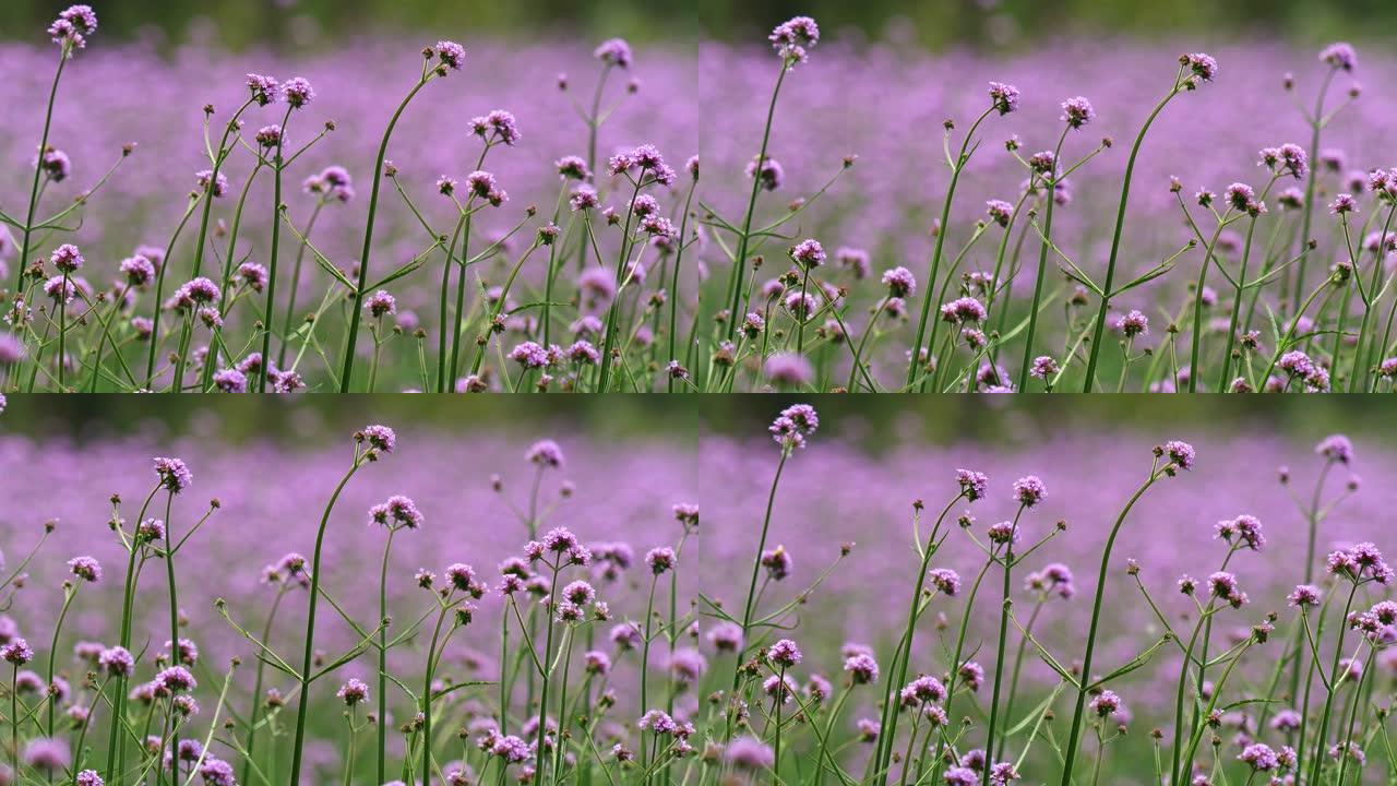 夏季花严重，紫色花马鞭草在风中，4k镜头b滚动拍摄。