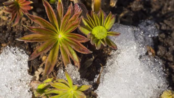 积雪融化的时间流逝