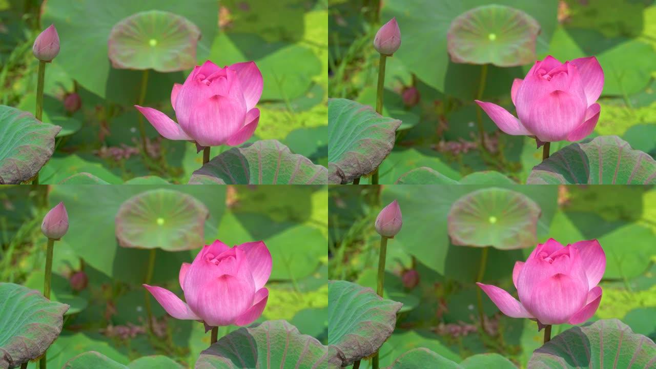 可爱的粉红色睡莲在灿烂的夏日阳光乡村生活下，在荷花池中郁郁葱葱的叶子中绽放。