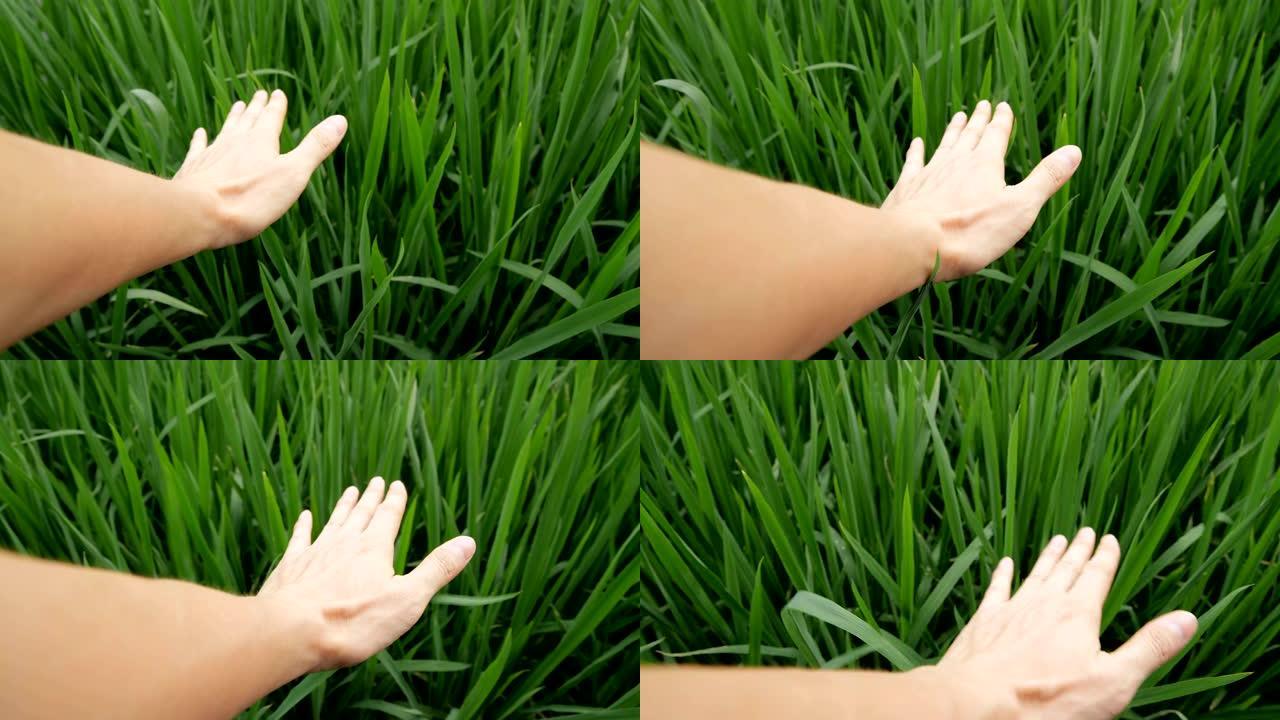 一只手触摸水稻播种