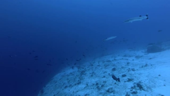 两个大梭子鱼-Sphyraena梭子鱼在亚洲马尔代夫印度洋的蓝水中游泳
